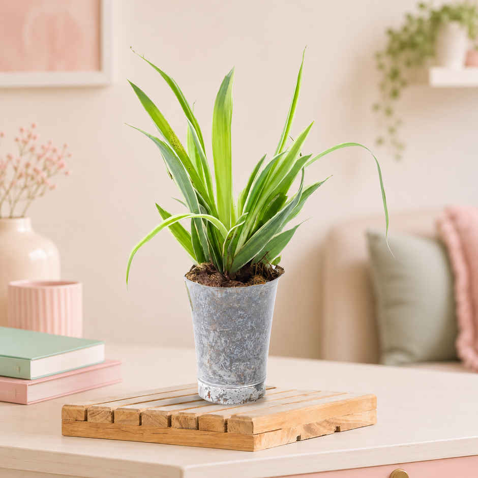 Bloom Baby Spider Plant in Plastic Shot-glass | Gifting & Decor
