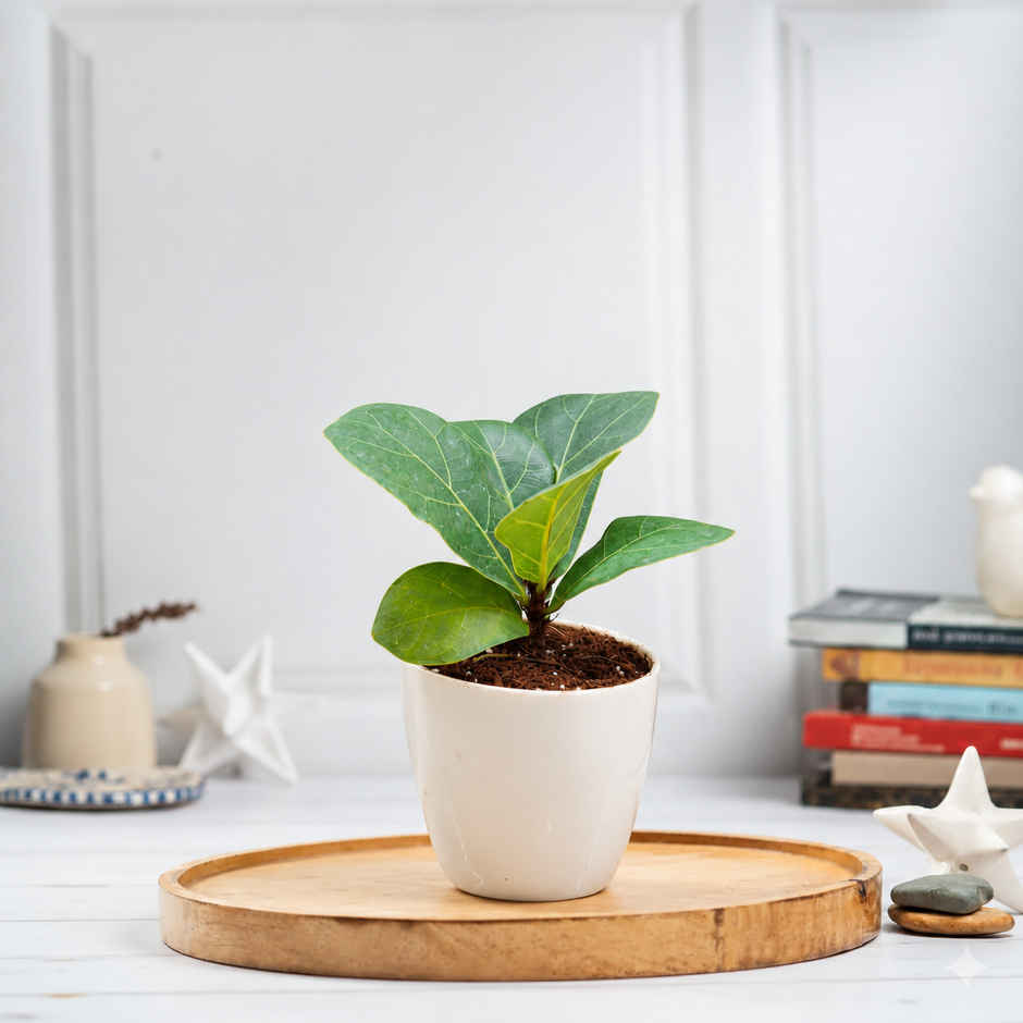 Bloom Baby Fiddle Leaf Fig Plant in Magnet Pot