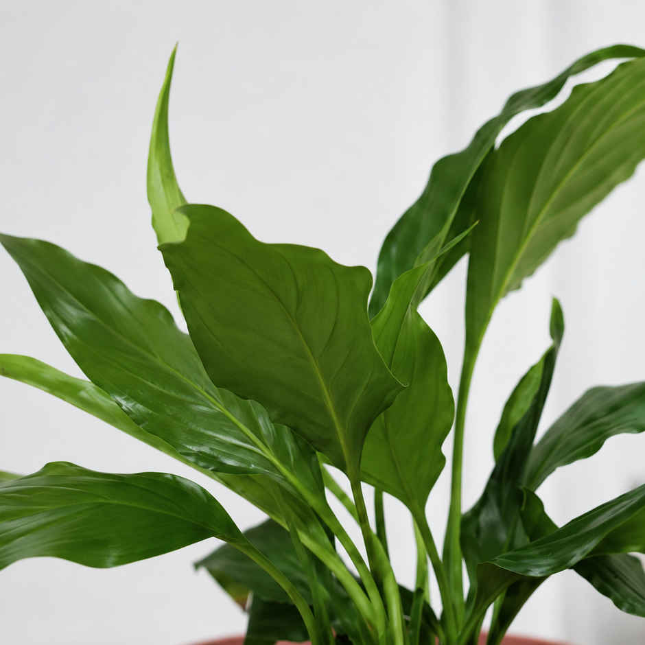Bloom Air Purifying Peace Lily Plant | Gifting & Decor