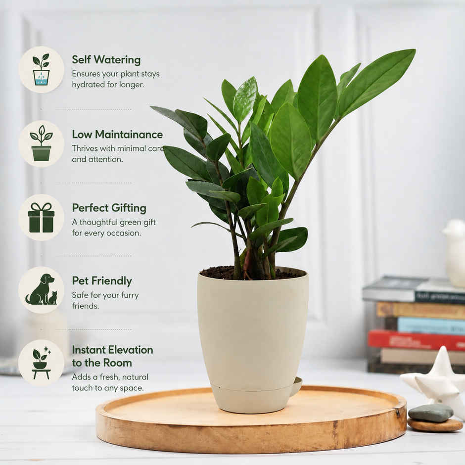 Bloom ZZ Plant | Gifting & Decor