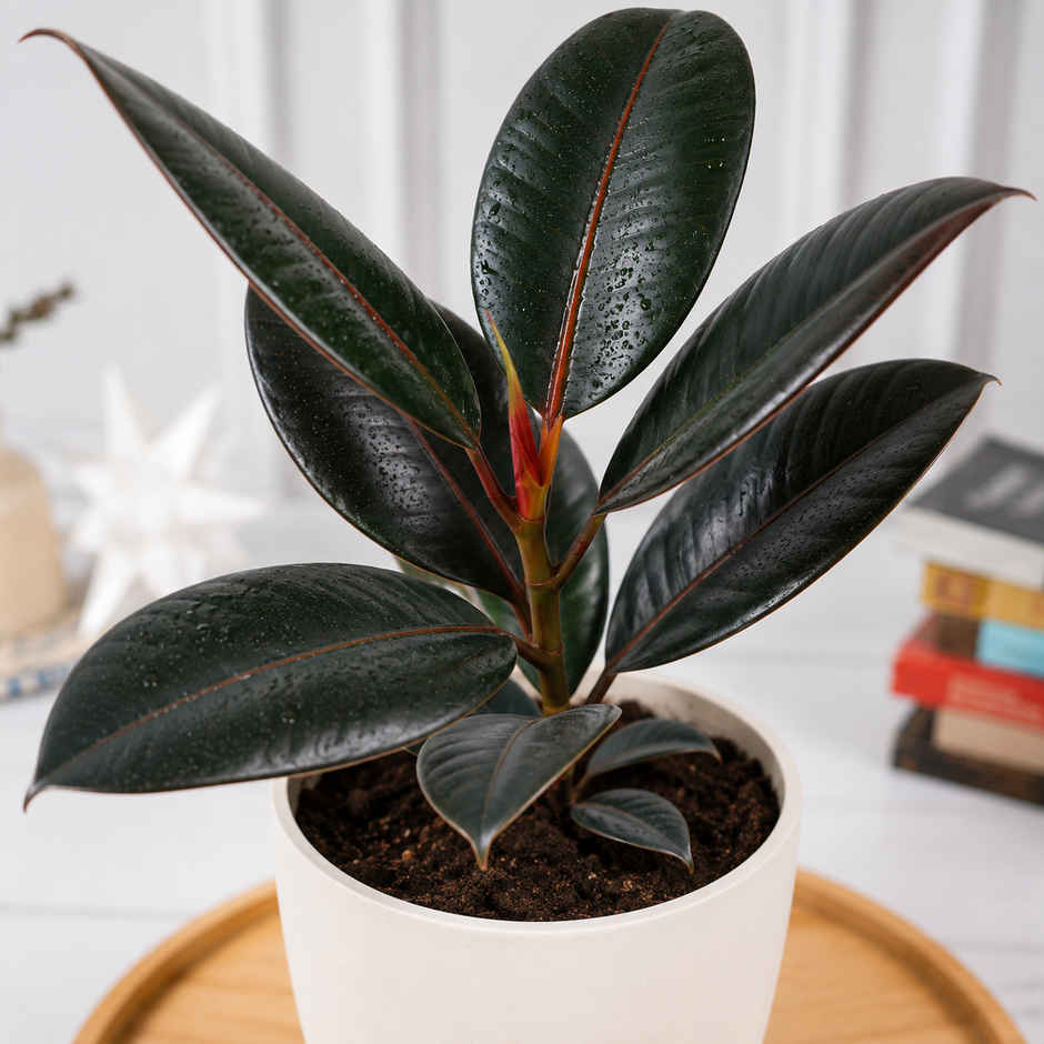 Bloom Rubber Plant | Gifting & Decor
