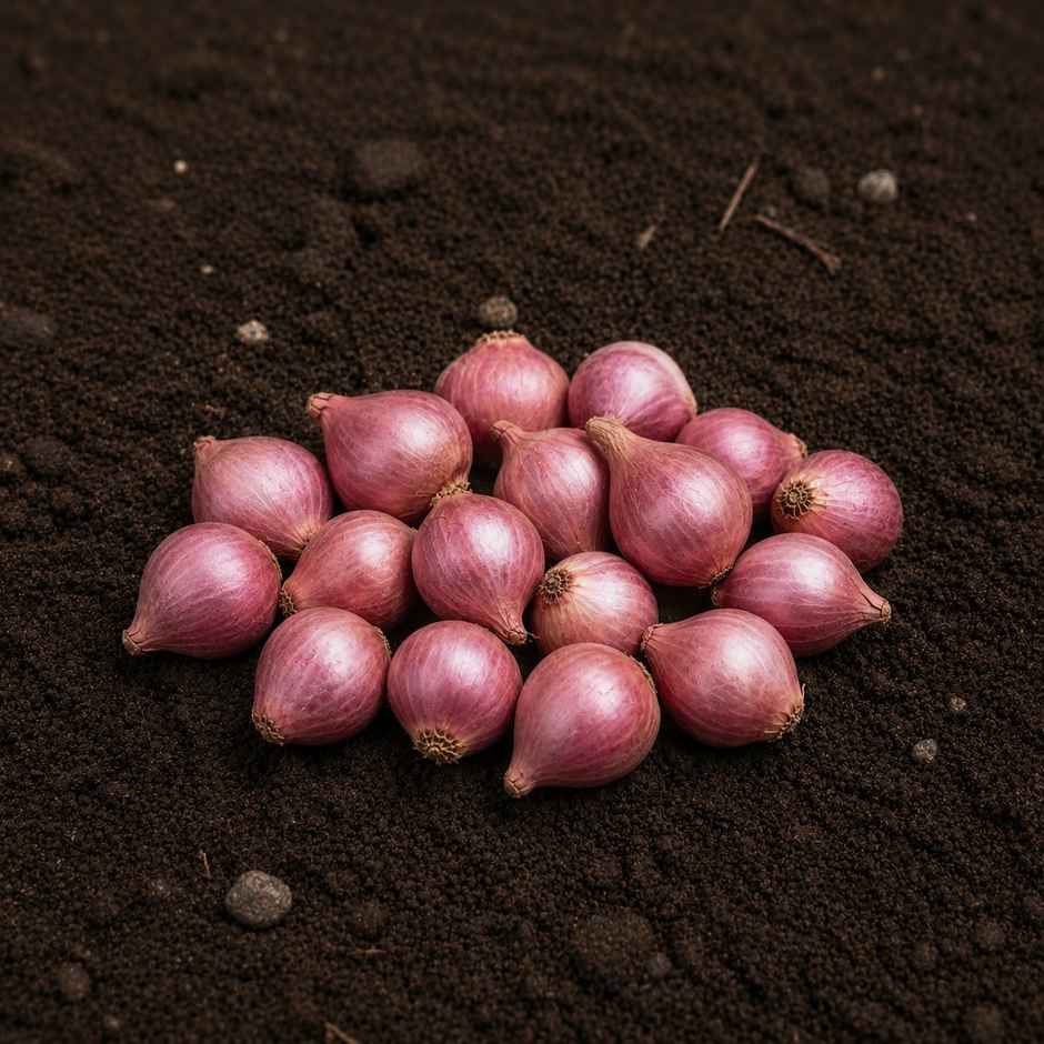 Organically Grown Sambar Onion