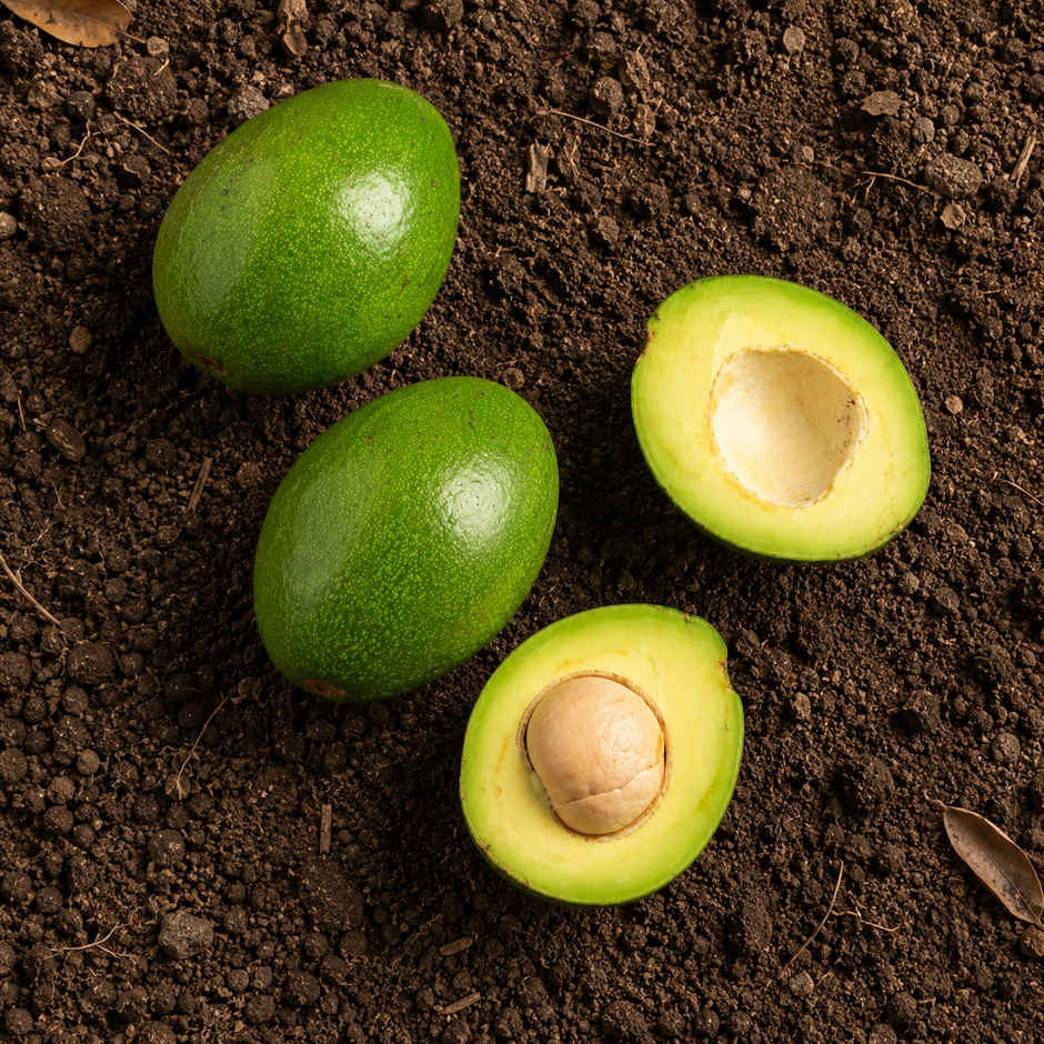 Organically Grown Avocado