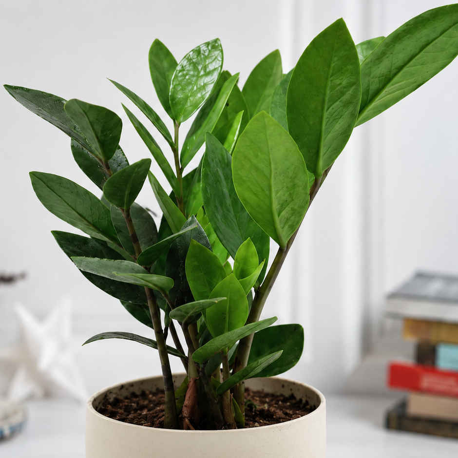 Bloom ZZ Plant | Gifting & Decor