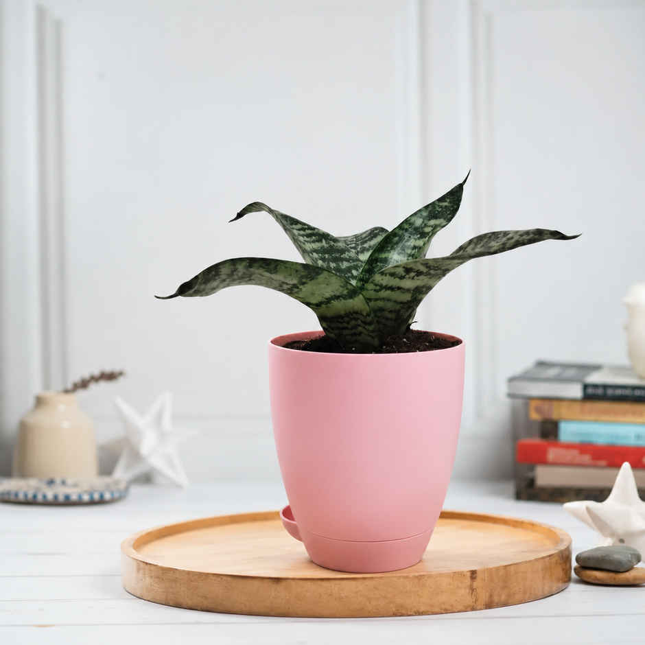 Bloom Air Purifying Snake Plant | Gifting & Decor