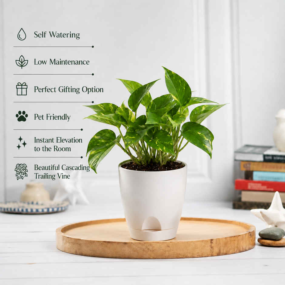 Bloom Good Luck Money Plant | Gifting & Decor
