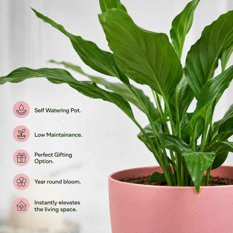 Bloom Air Purifying Peace Lily Plant | Gifting & Decor