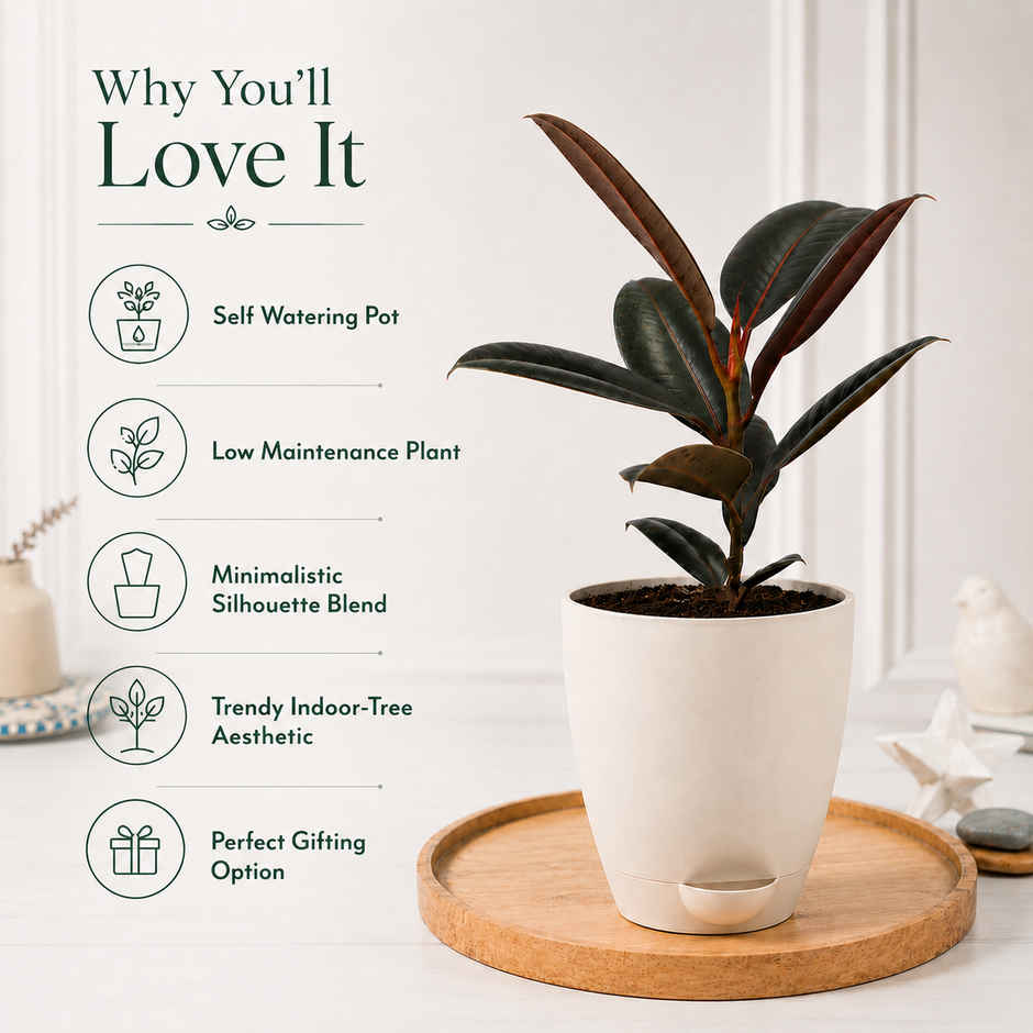 Bloom Rubber Plant | Gifting & Decor