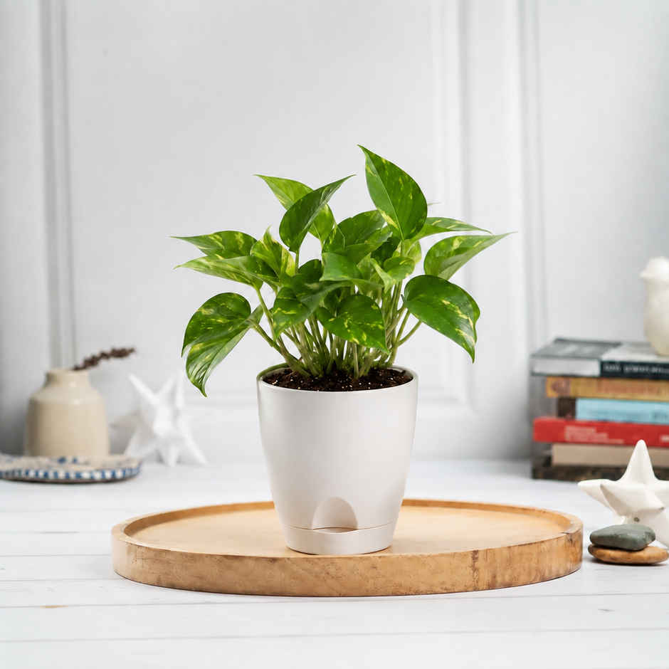 Bloom Good Luck Money Plant | Gifting & Decor
