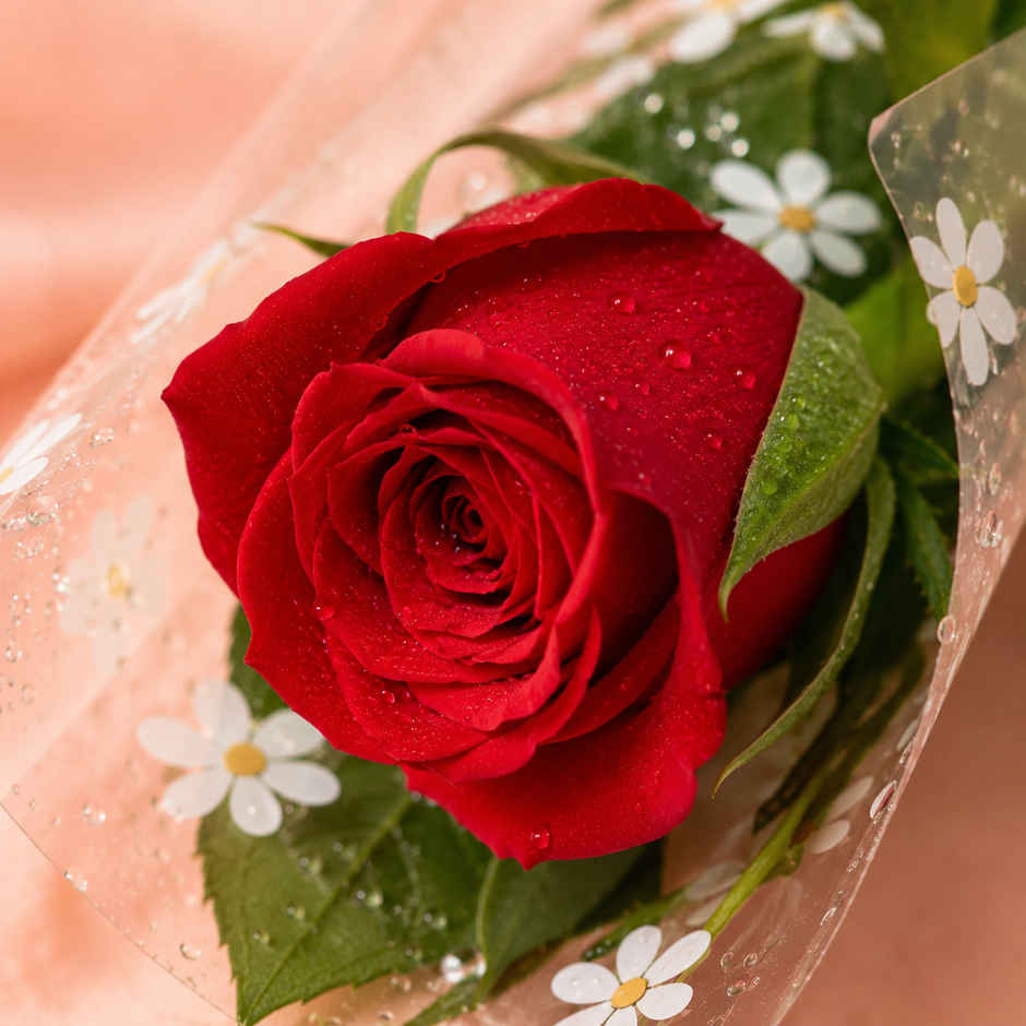 Single Red Rose | Gifting