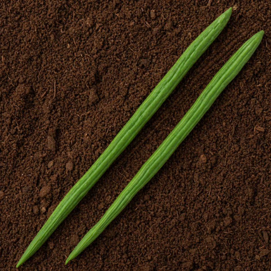 Organically Grown Drumstick