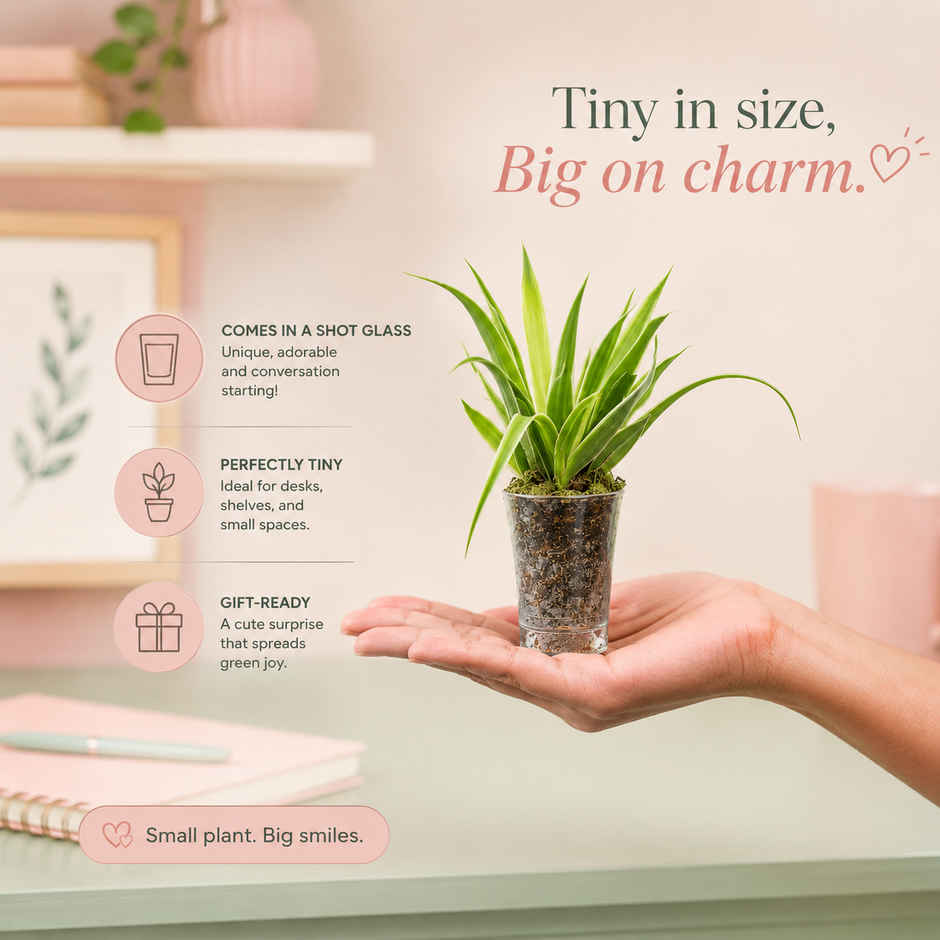 Bloom Baby Spider Plant in Plastic Shot-glass | Gifting & Decor