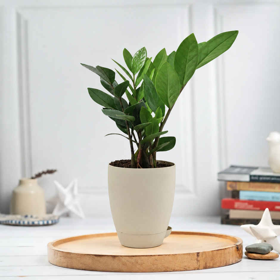 Bloom ZZ Plant | Gifting & Decor