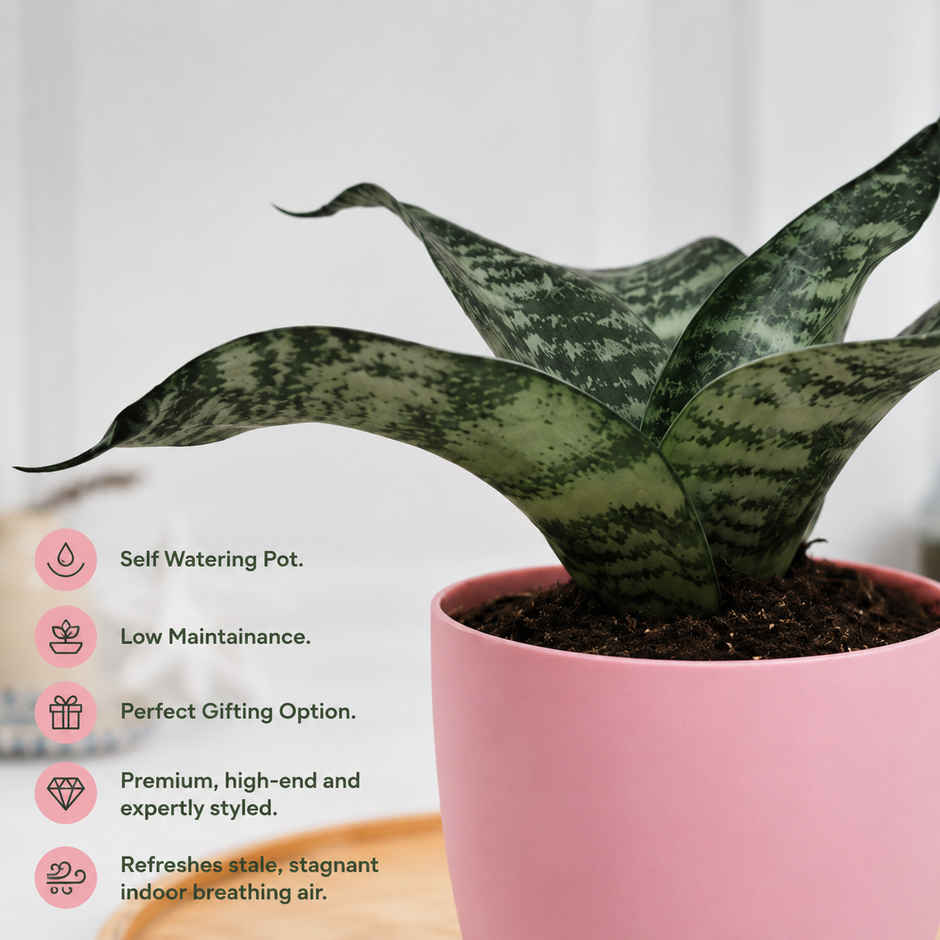 Bloom Air Purifying Snake Plant | Gifting & Decor