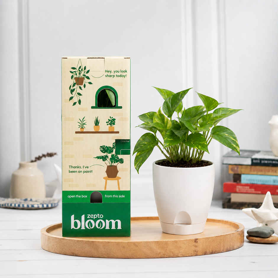 Bloom Good Luck Money Plant | Gifting & Decor
