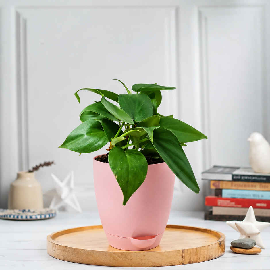 Bloom Air Purifying Oxycardium Plant | Gifting & Decor