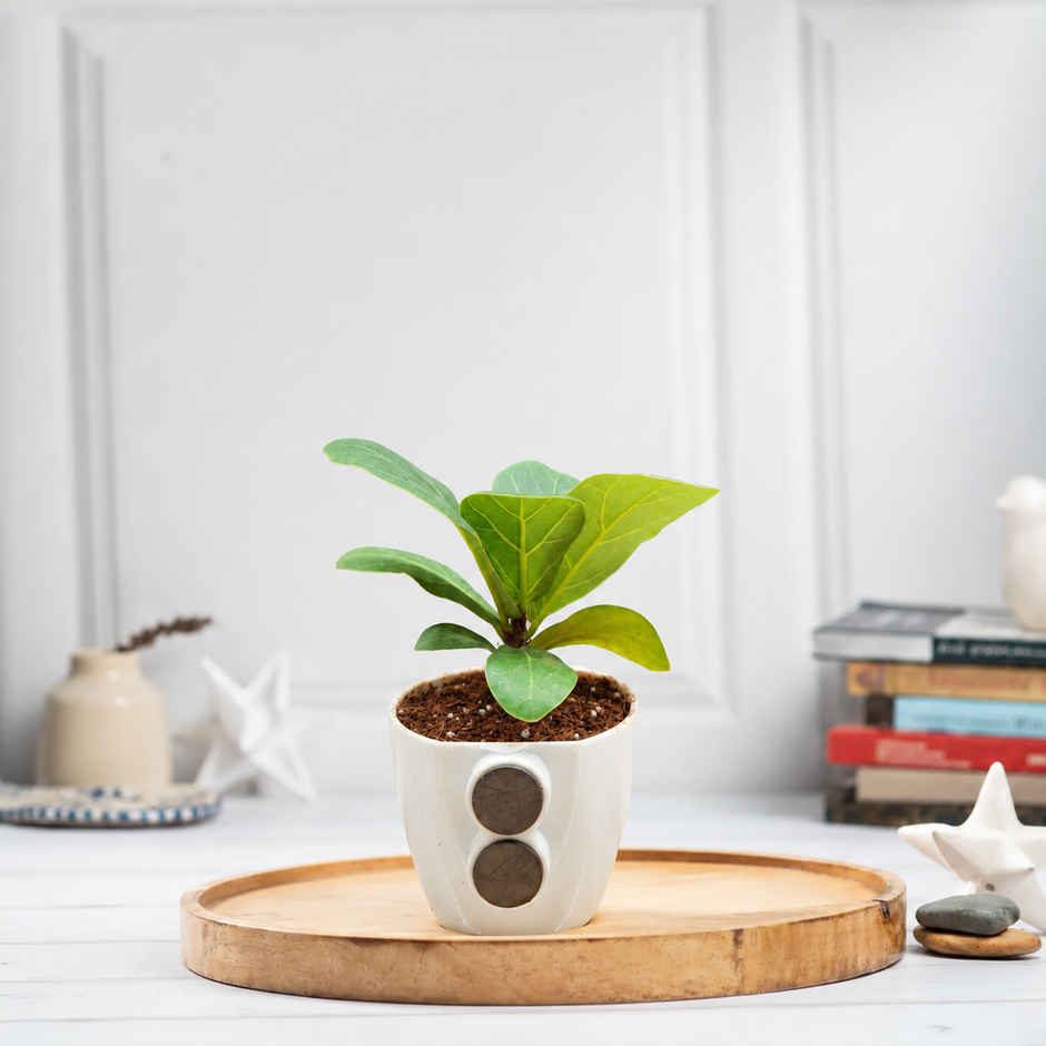Bloom Baby Fiddle Leaf Fig Plant in Magnet Pot