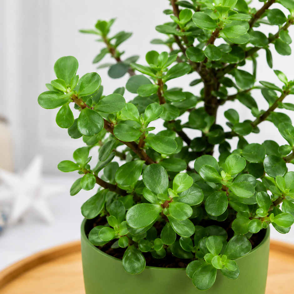 Bloom Auspicious Jade Plant | Gifting & Decor