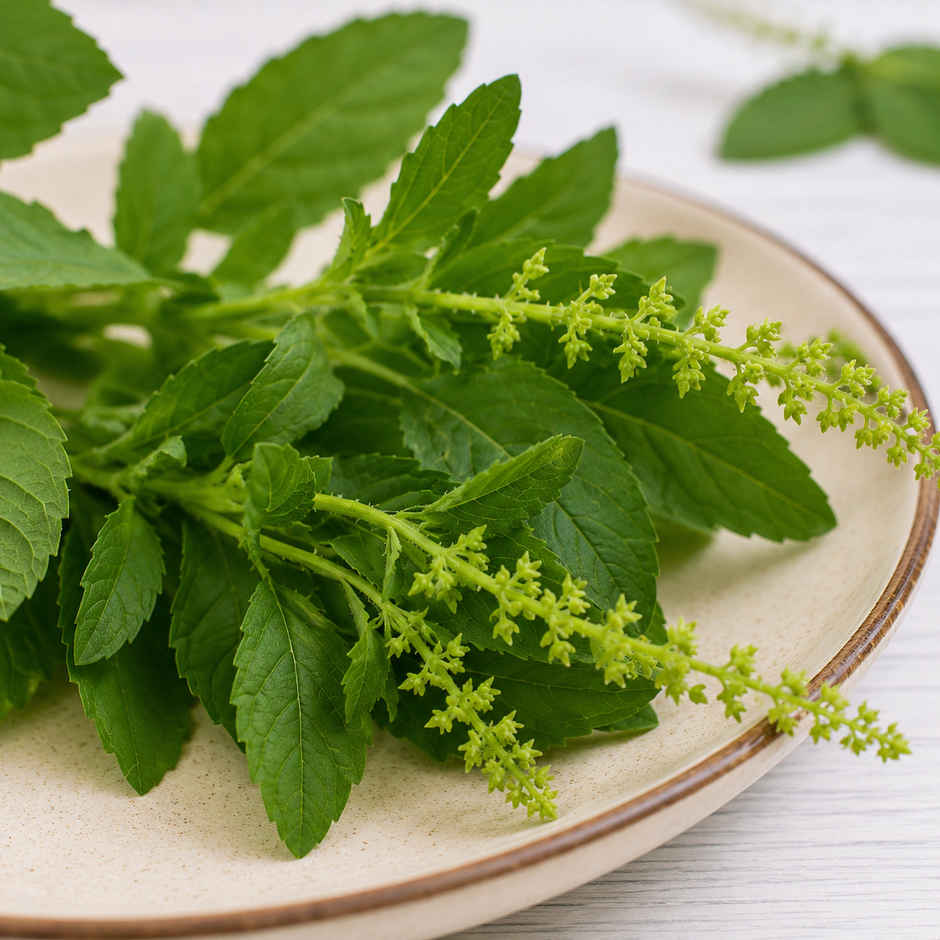 Tulsi Leaves