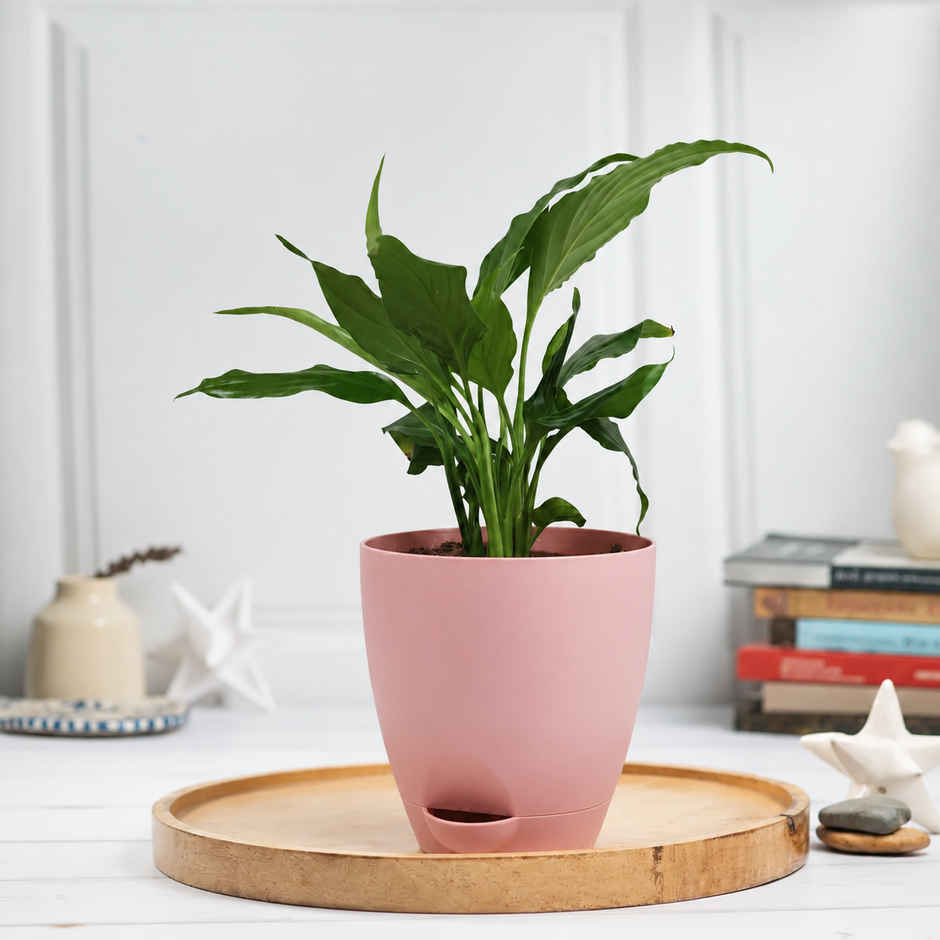 Bloom Air Purifying Peace Lily Plant | Gifting & Decor