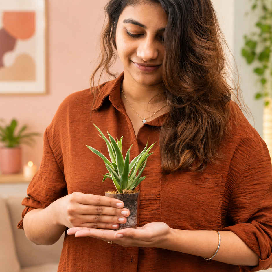 Bloom Baby Spider Plant in Plastic Shot-glass | Gifting & Decor