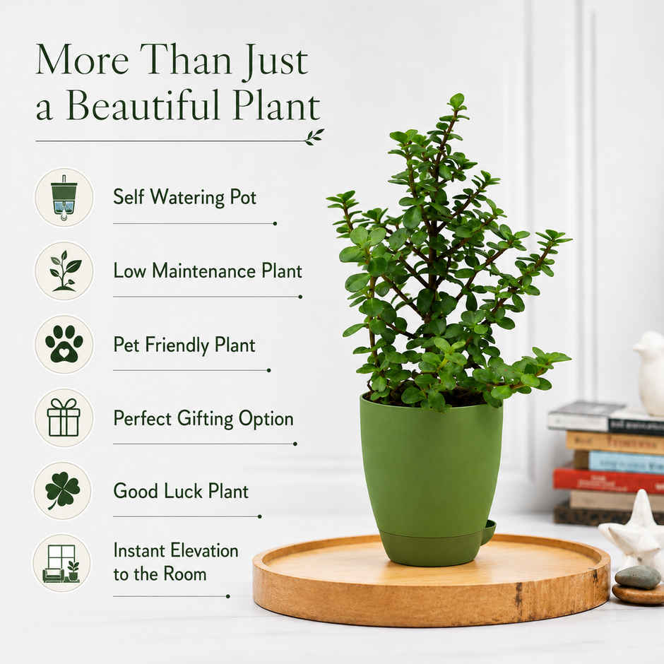Bloom Auspicious Jade Plant | Gifting & Decor