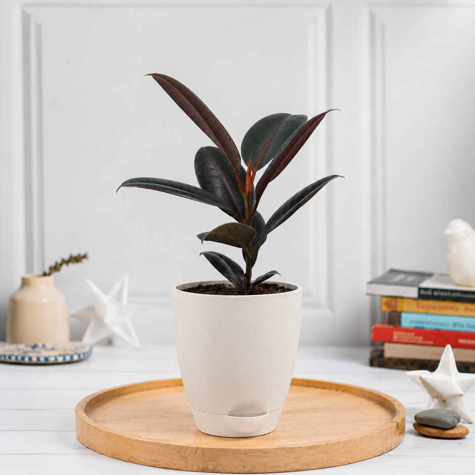 Bloom Rubber Plant | Gifting & Decor