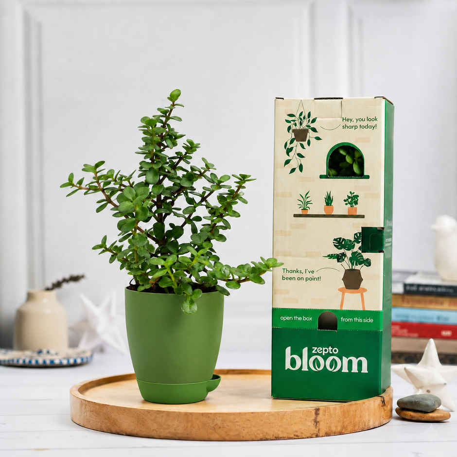 Bloom Auspicious Jade Plant | Gifting & Decor