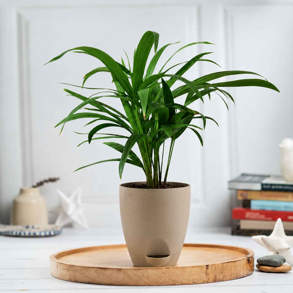 Bloom Air Purifying Areca Palm Plant | Gifting & Decor
