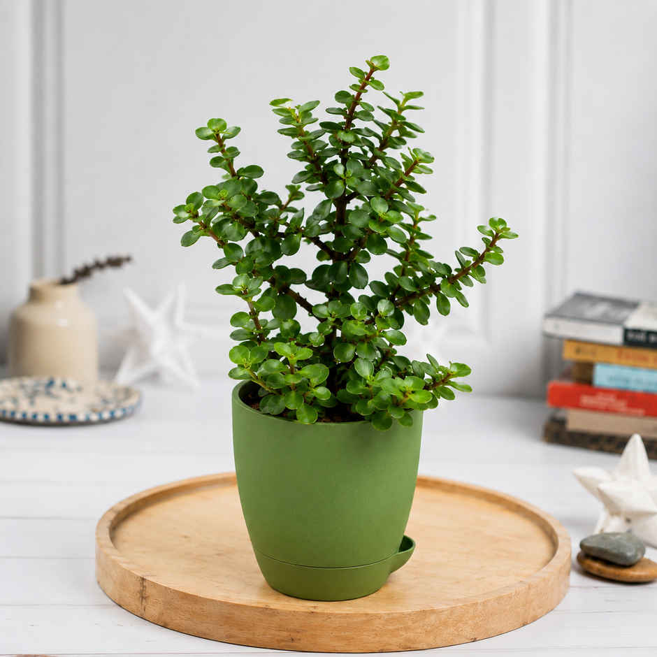 Bloom Auspicious Jade Plant | Gifting & Decor