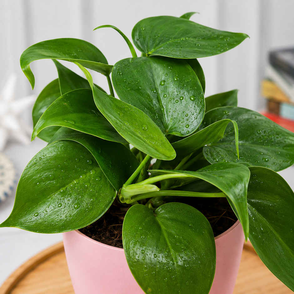 Bloom Air Purifying Oxycardium Plant | Gifting & Decor