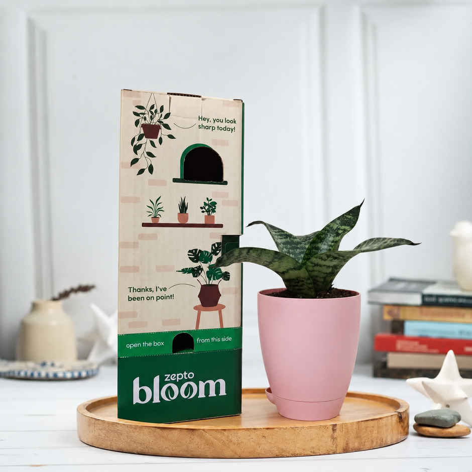 Bloom Air Purifying Snake Plant | Gifting & Decor