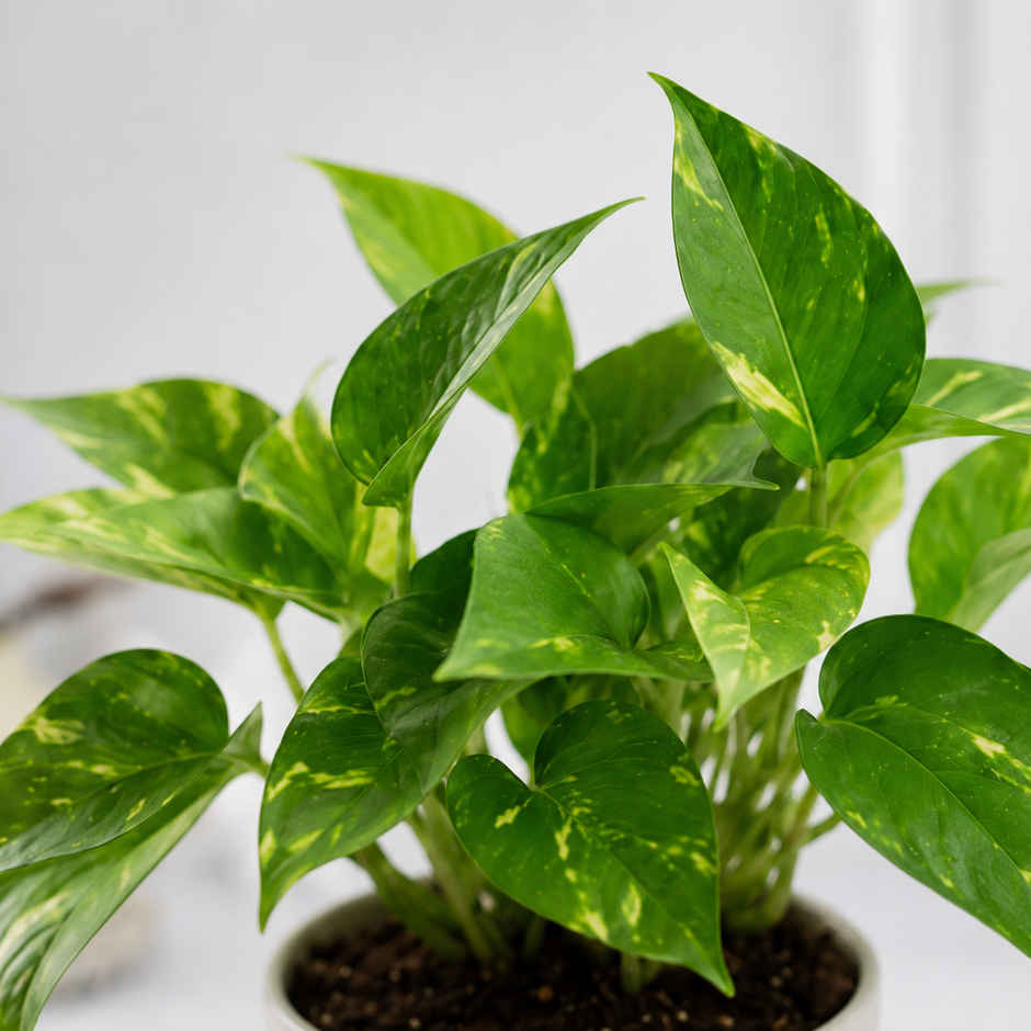 Bloom Good Luck Money Plant | Gifting & Decor