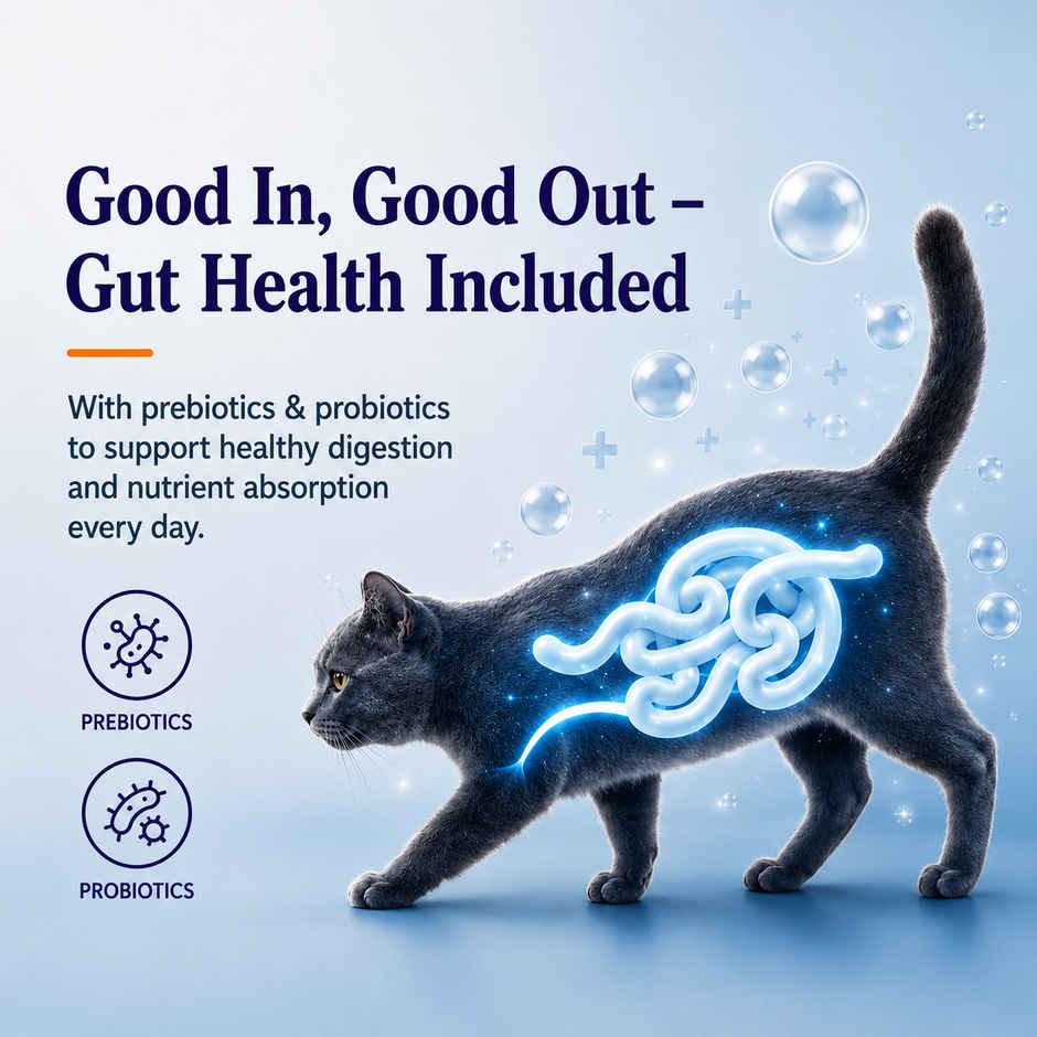 Maxi Tuna | Salmon Dry Cat FOOD