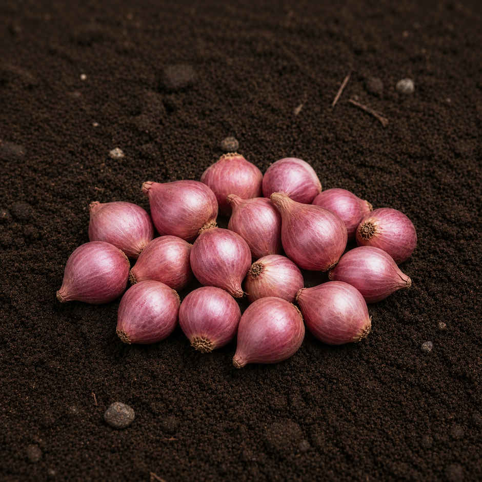 Organically Grown Sambar Onion
