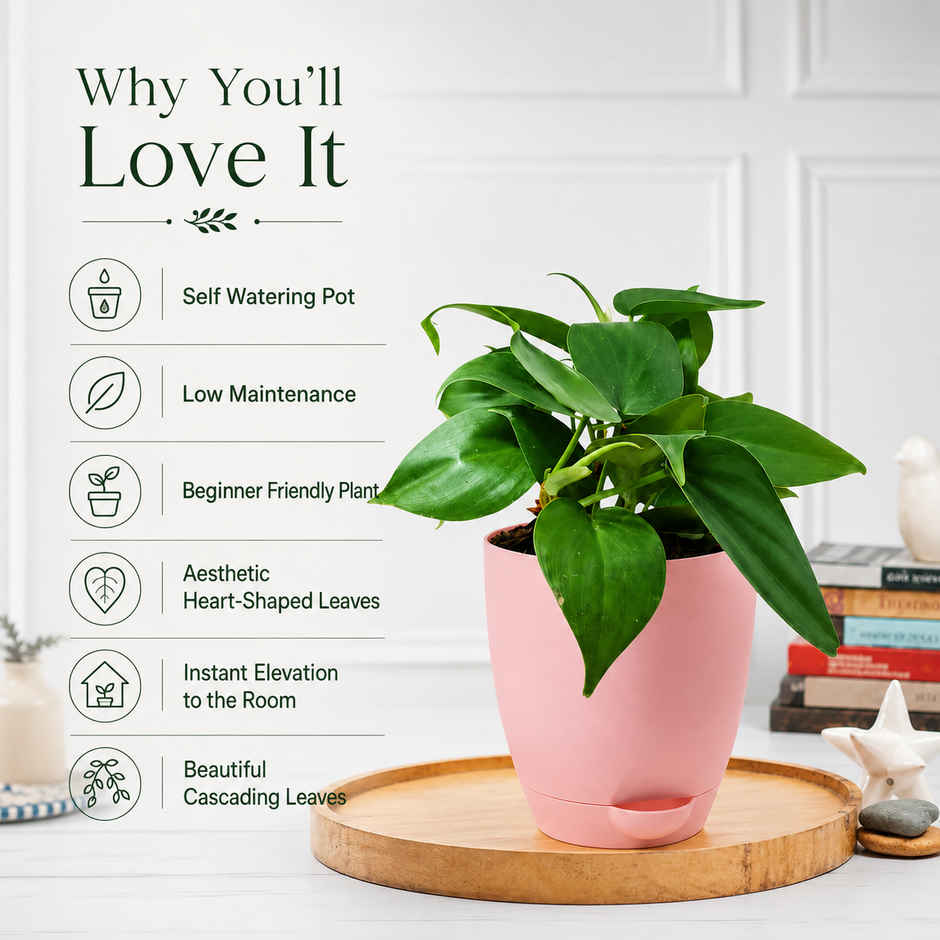 Bloom Air Purifying Oxycardium Plant | Gifting & Decor