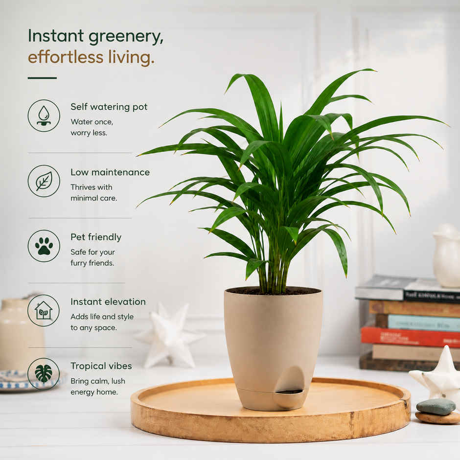 Bloom Air Purifying Areca Palm Plant | Gifting & Decor