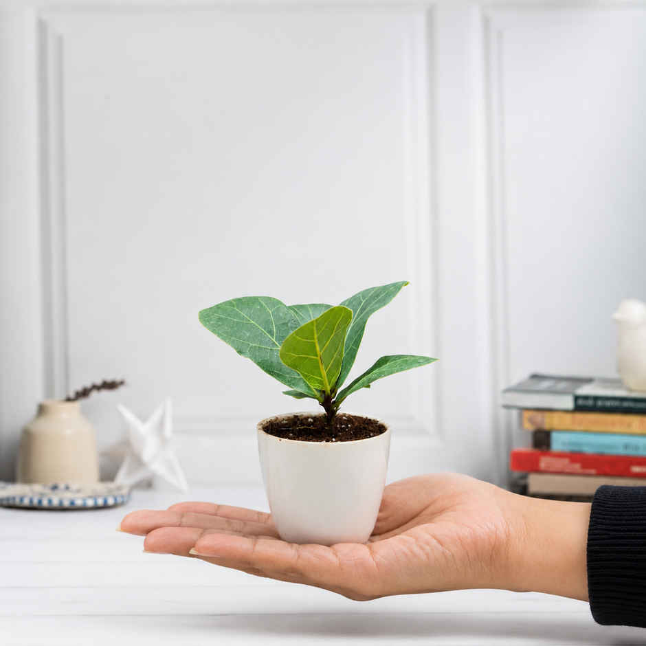Bloom Baby Fiddle Leaf Fig Plant in Magnet Pot