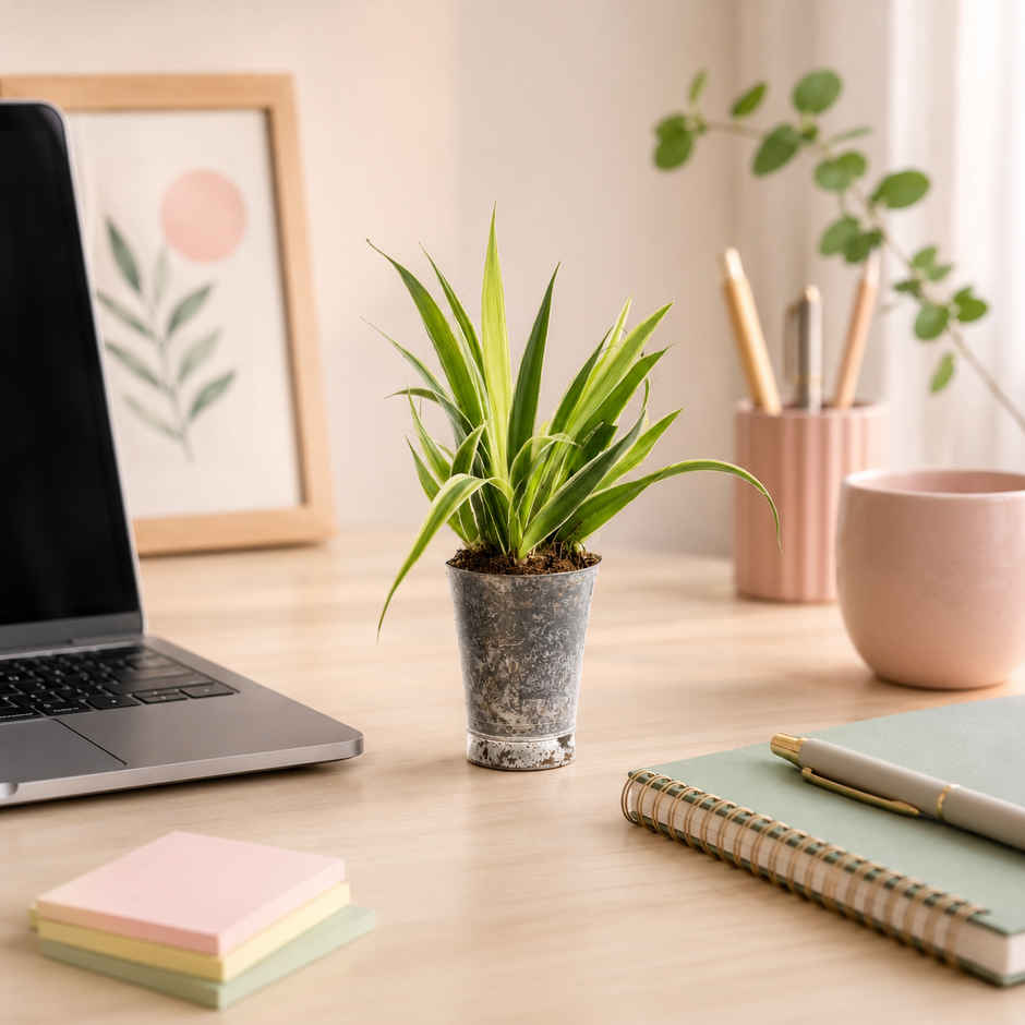 Bloom Baby Spider Plant in Plastic Shot-glass | Gifting & Decor