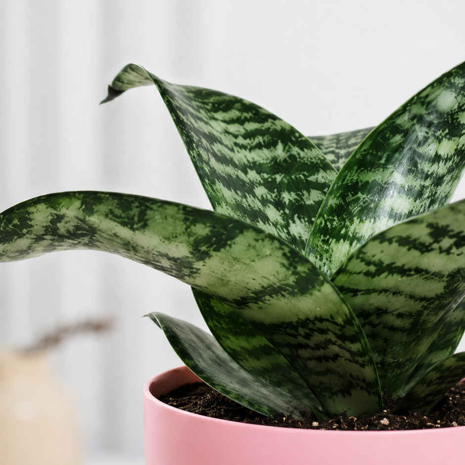Bloom Air Purifying Snake Plant | Gifting & Decor