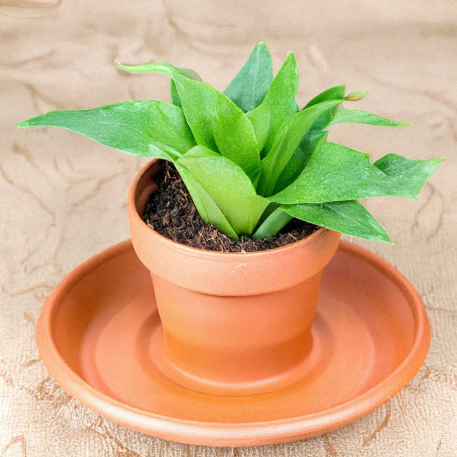 Leafy Tales Plants Bottom Plate, Drip Tray For Plants, Gamla, (6-Inch, Brown, Set Of 10)