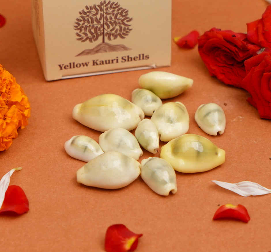 Kaudi Shells | ServDharm