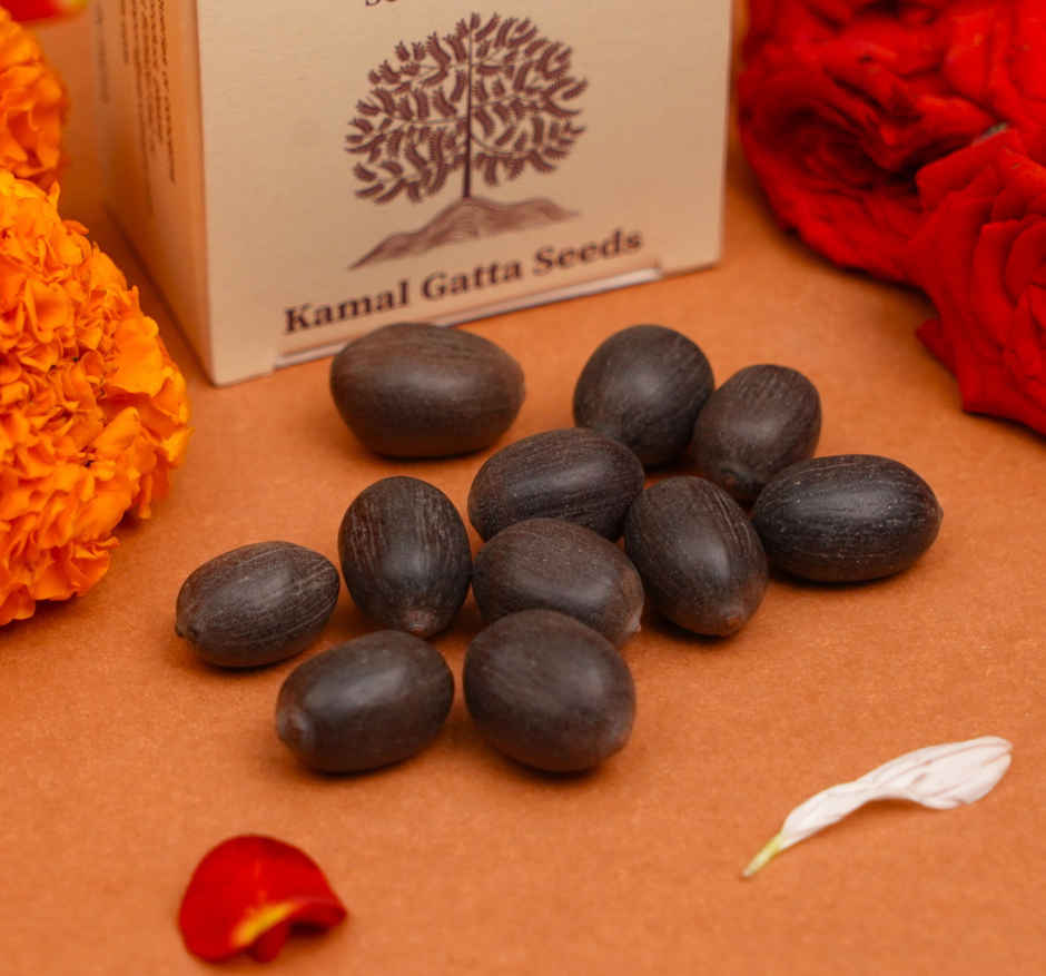 Kamal Gatta Seeds | 11 pcs | ServDharm