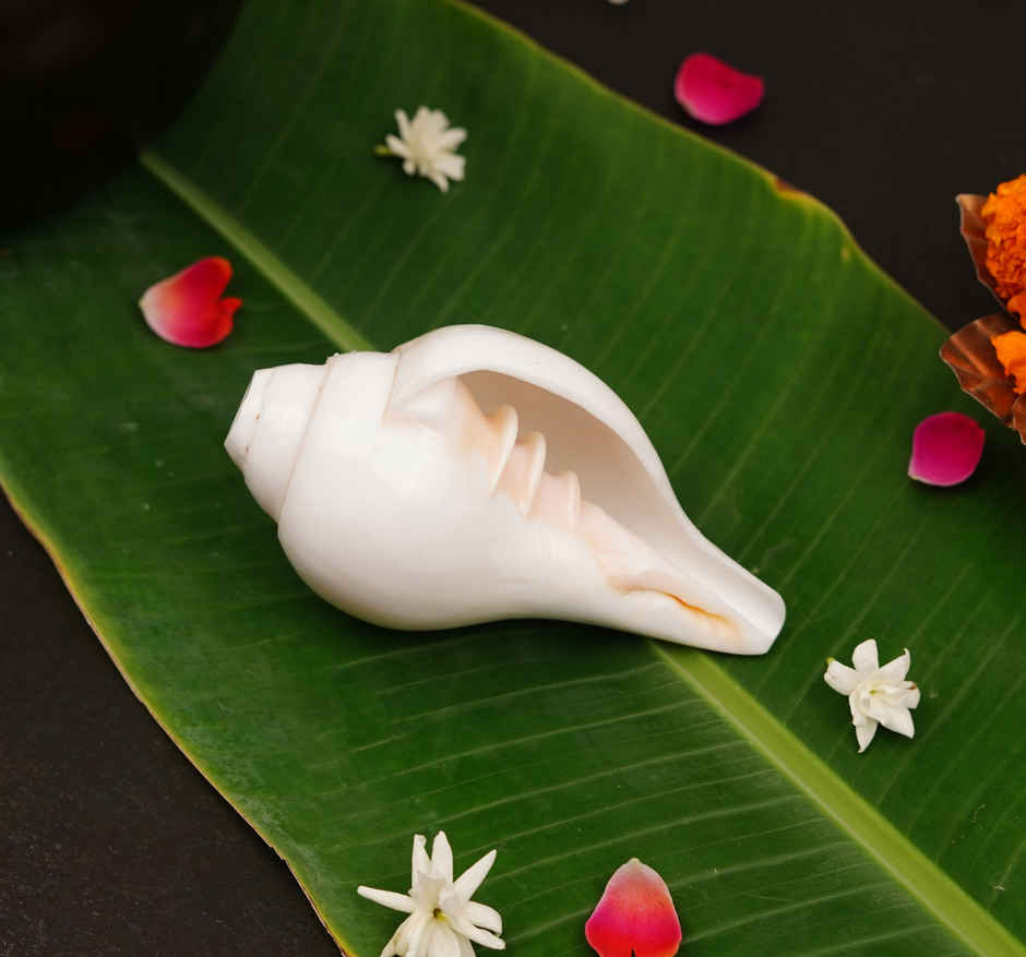 Vishnu Blowing Shankh 5 Inch By Servdharm