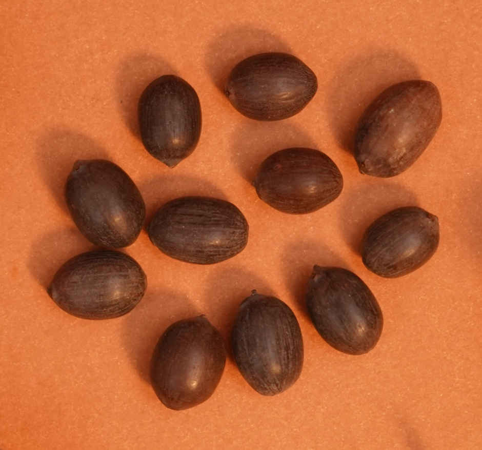 Kamal Gatta Seeds | 11 pcs | ServDharm