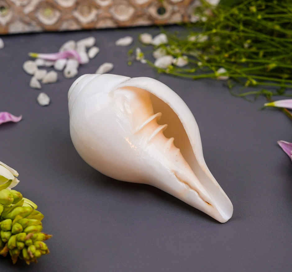 Vishnu Blowing Shankh 5 Inch By Servdharm