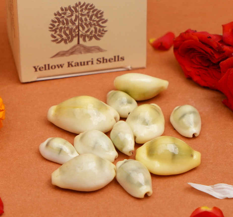 Kaudi Shells | ServDharm