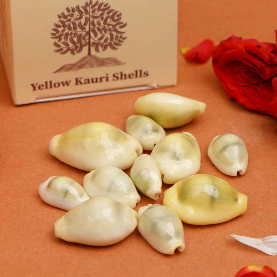 Kaudi Shells | ServDharm