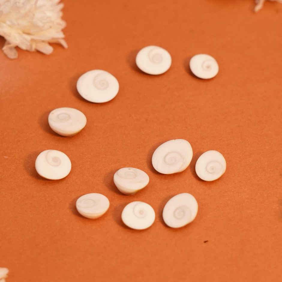 Gomati Chakra for Pooja | Auspicious Buy | ServDharm