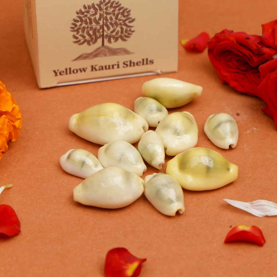 Kaudi Shells | ServDharm